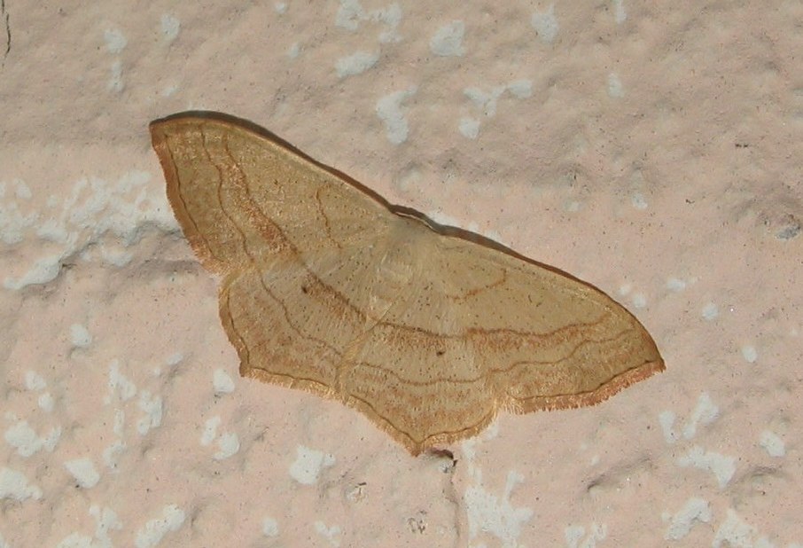 Falena da identificare