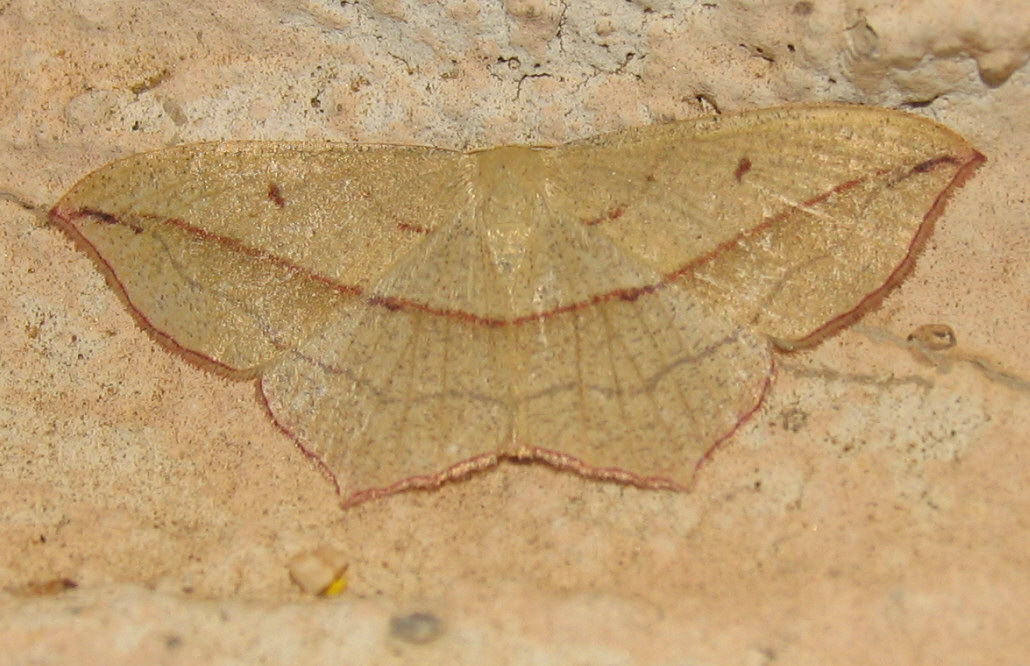 Falena da identificare