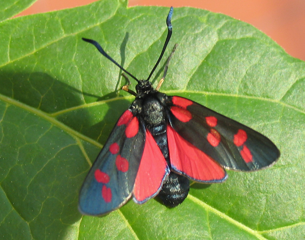 Zygaena da identificare