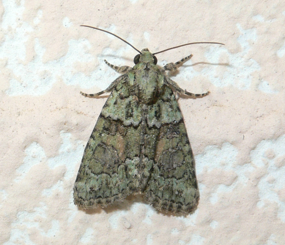 Falena da identificare - Cryphia (Euthales) algae