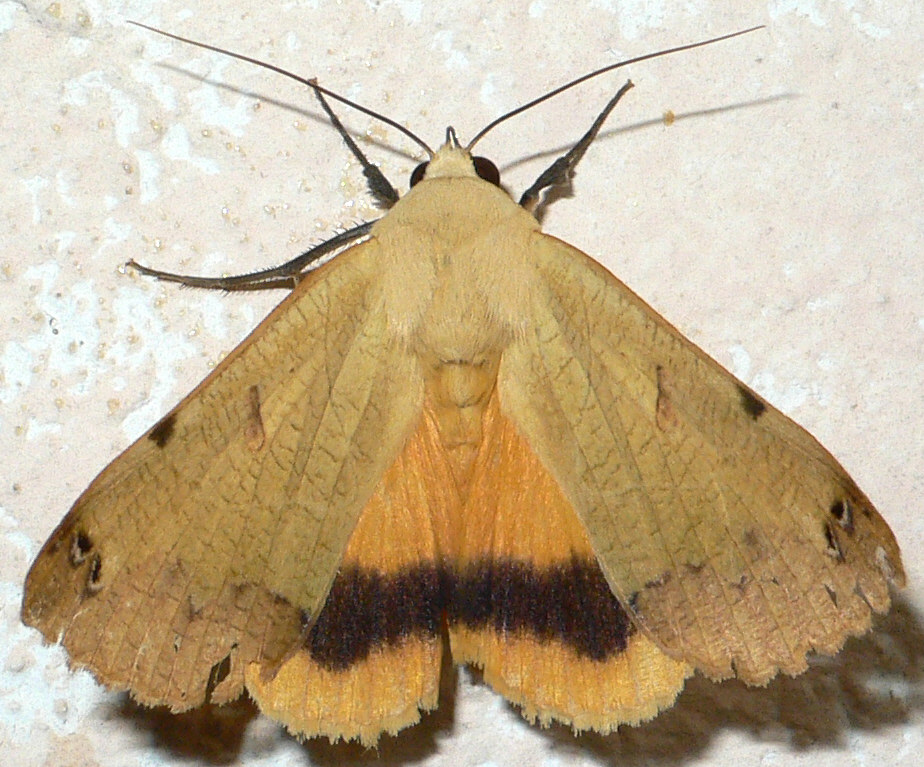 Falena da identificare