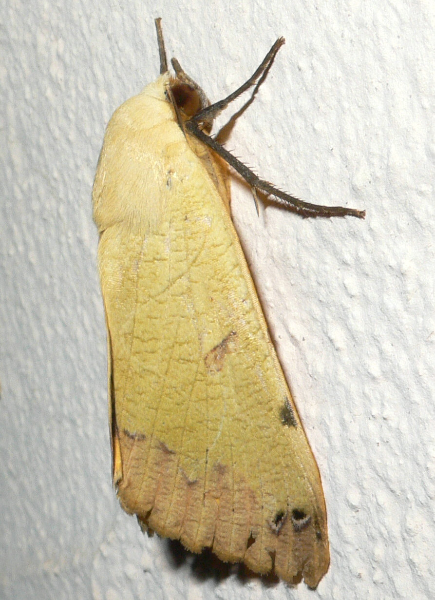 Falena da identificare