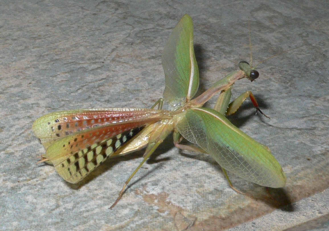 Iris oratoria in posa intimidatoria