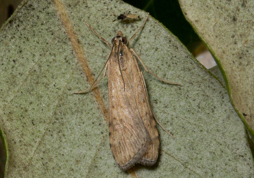 Nomophila noctuella