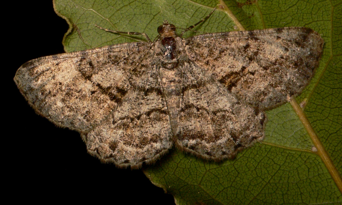 Identificazione falena - Peribatodes rhomboidaria