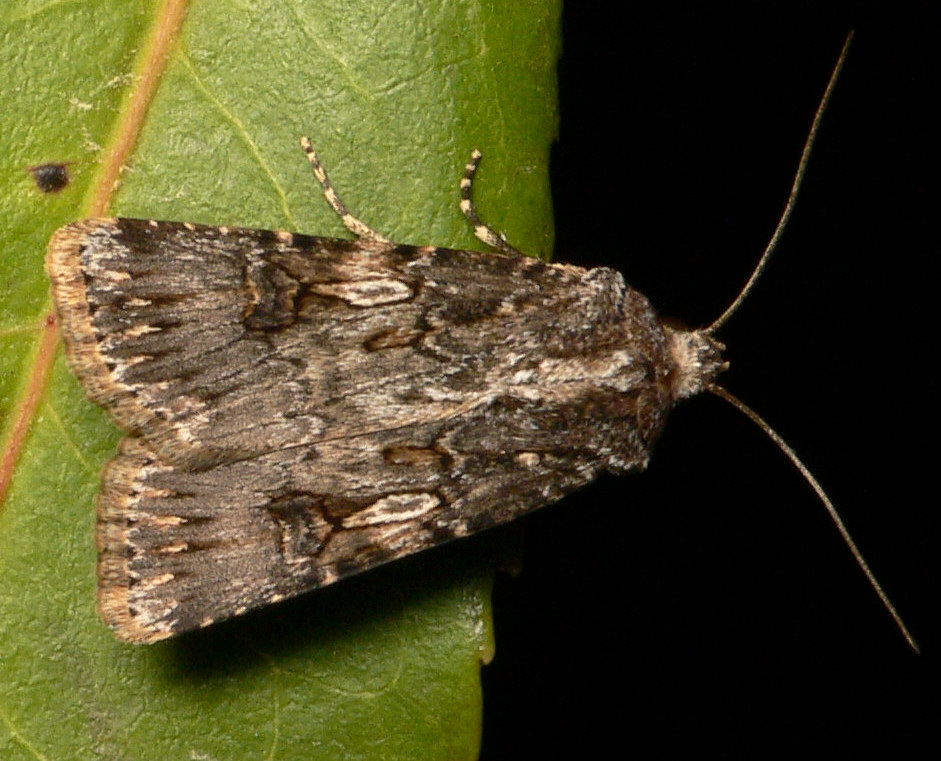 Agrotis puta ?