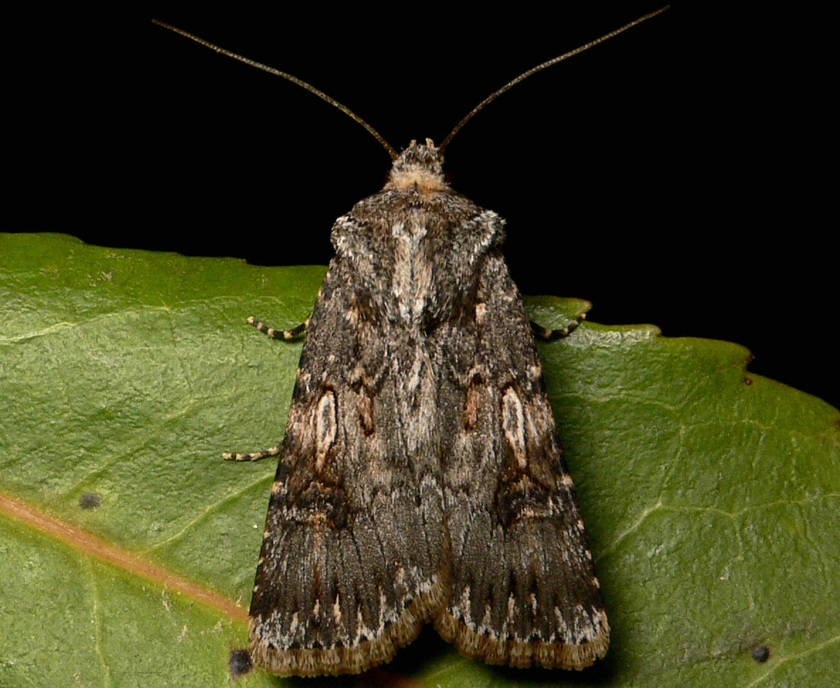 Agrotis puta ?