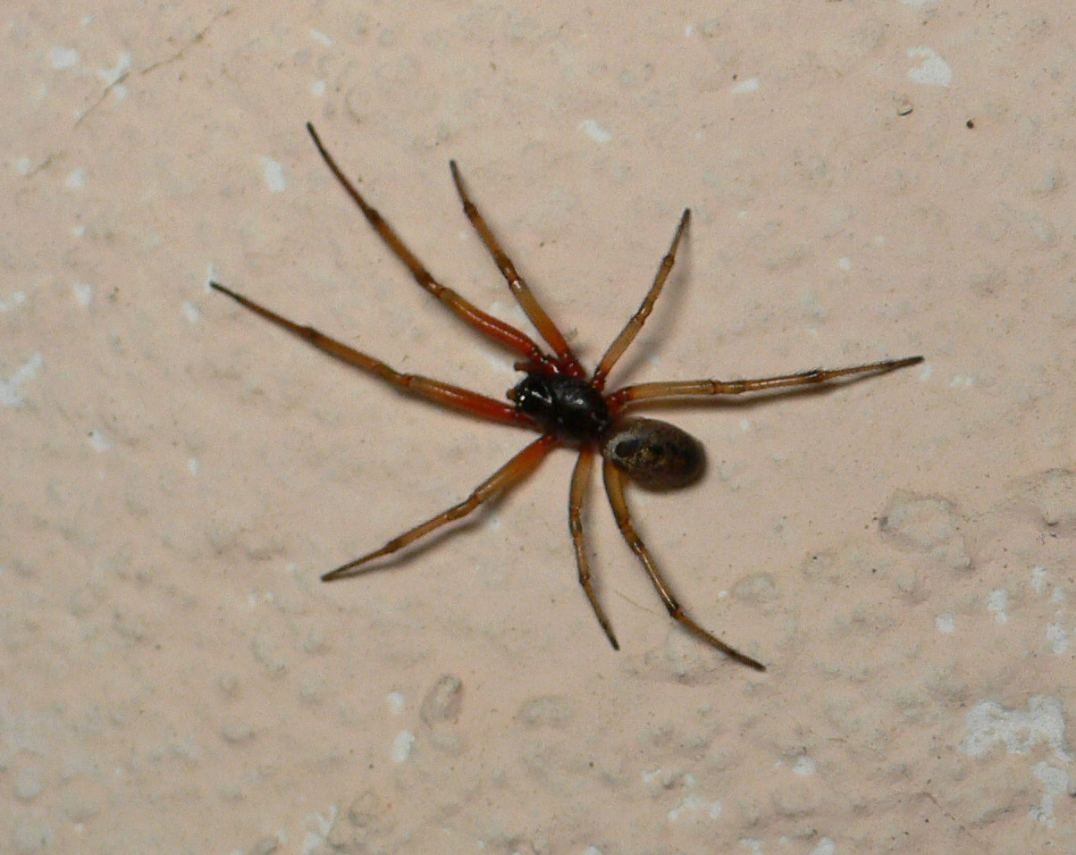 Steatoda nobilis