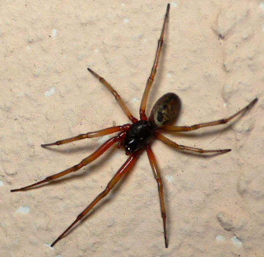 Steatoda nobilis