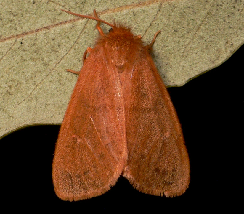 Mythimna albipuncta ?