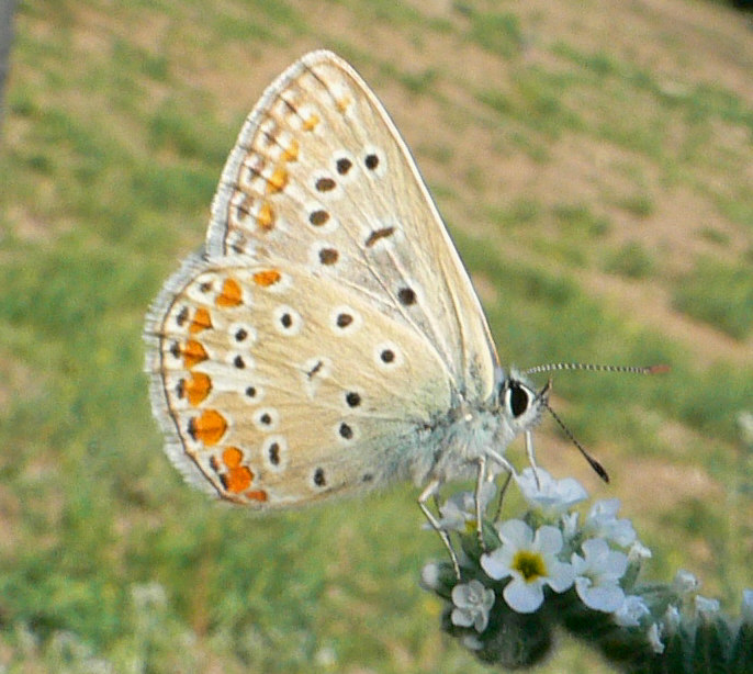 Polyommatus icarus ?