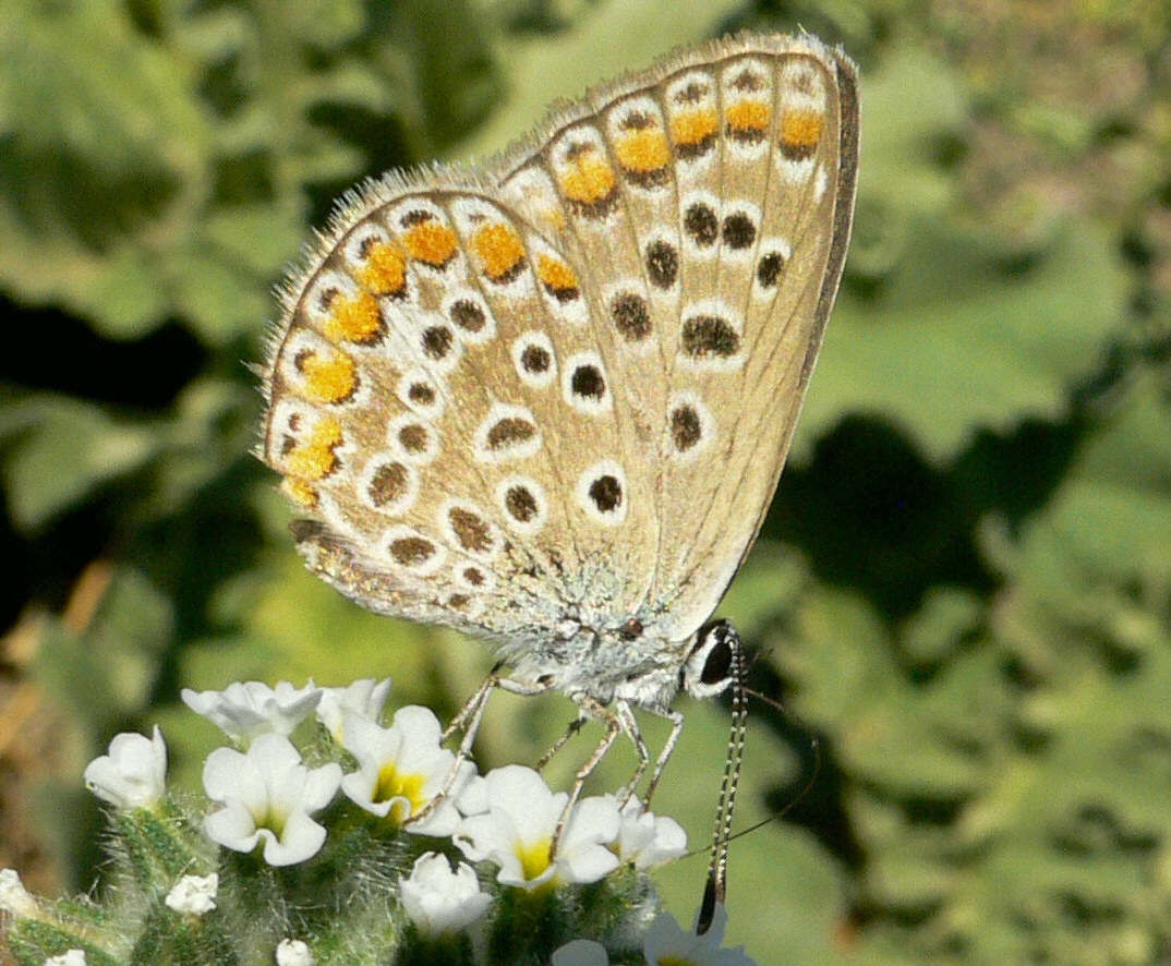 Polyommatus icarus ?