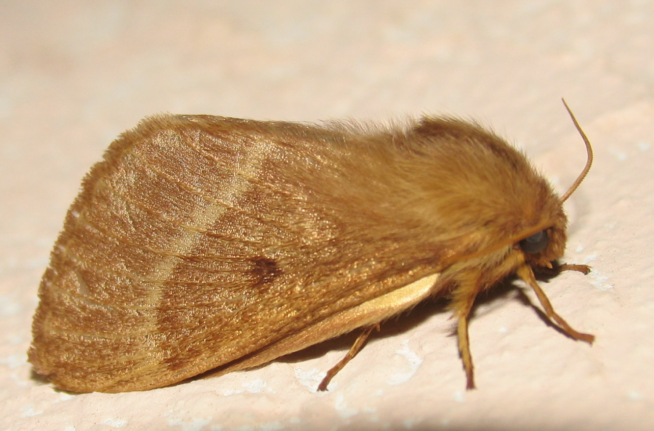 lasiocampidae