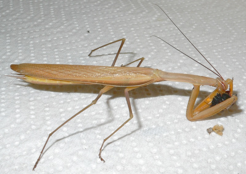 Mantis religiosa maschio con preda