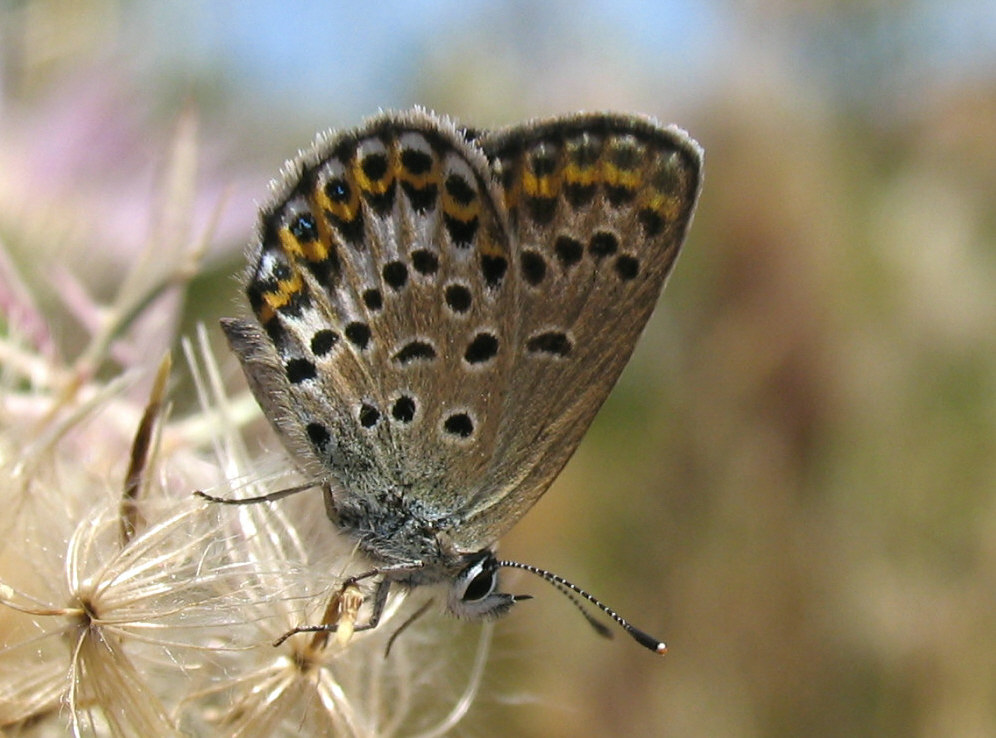 Identificazione licenide