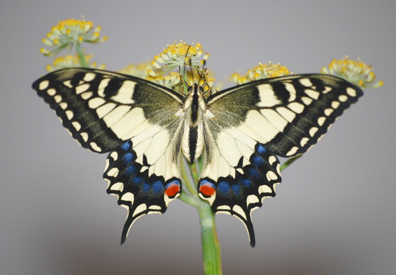 Bruco di P.machaon