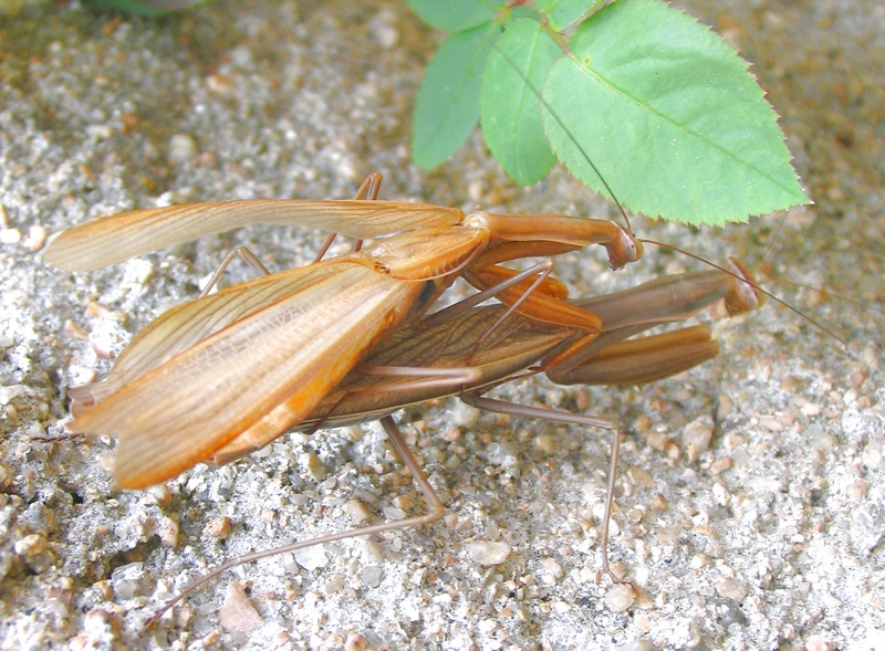 Mantis religiosa ?