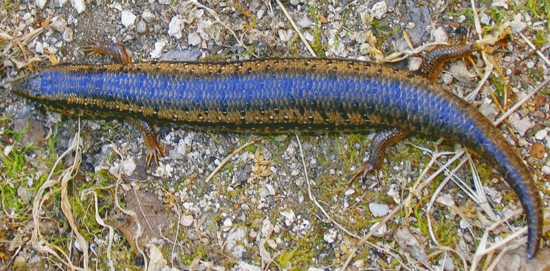 Chalcides ocellatus