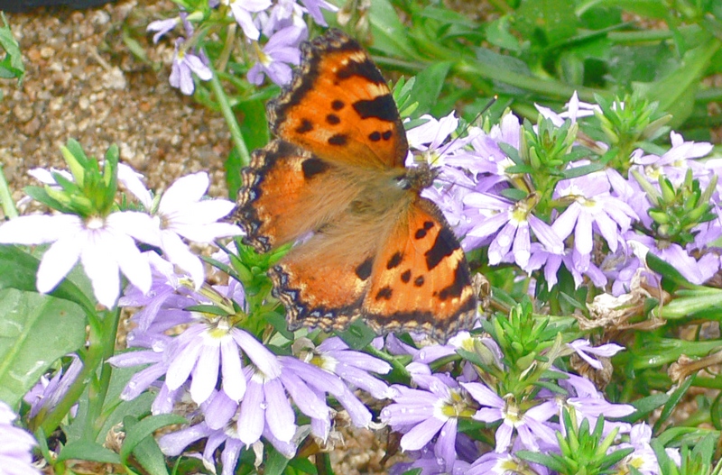 Identificazione - Nymphalis polychloros