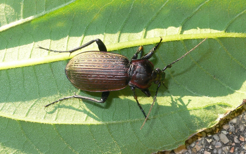 Carabus (Macrothorax) morbillosus morbillosus