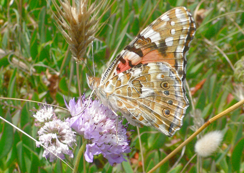 Vanessa cardui ? - S