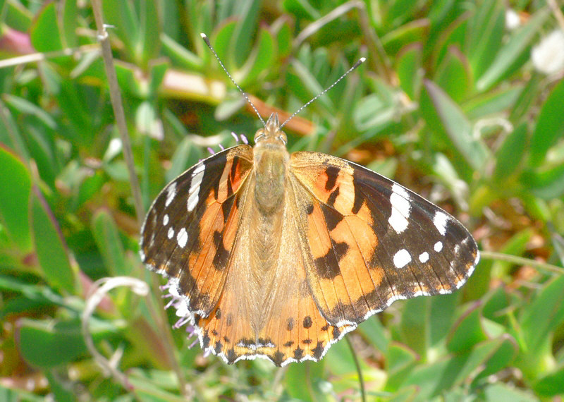 Vanessa cardui ? - S