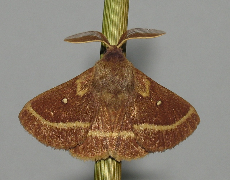 Id Lasiocampidae