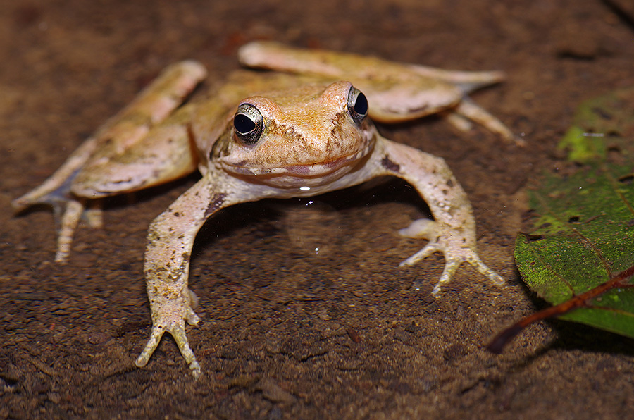 Rana da identificare. - Rana italica