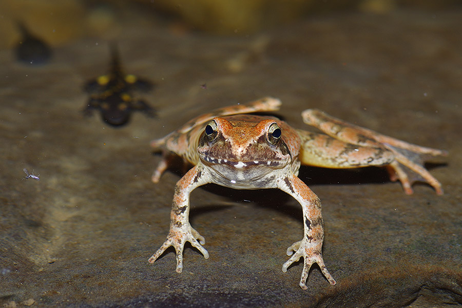 Rana da identificare. - Rana italica