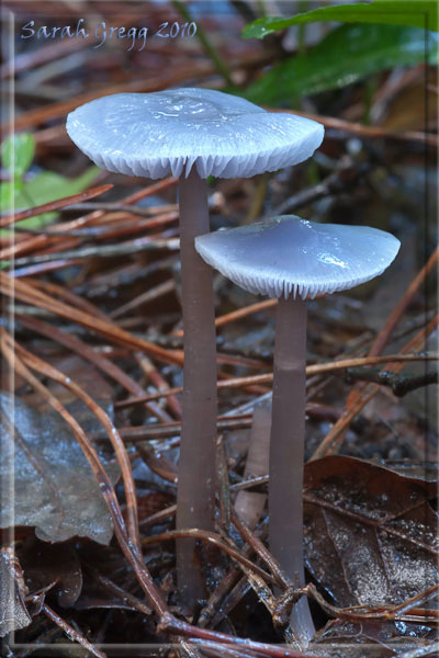 Bluastro dalla pineta