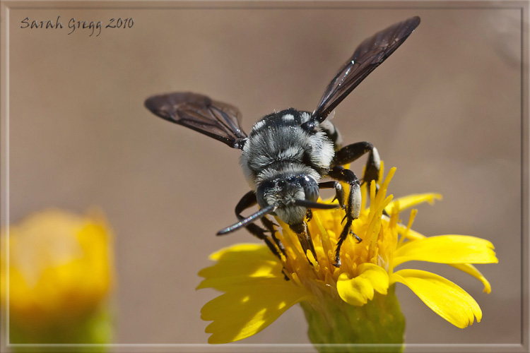 Apidae Anthophorinae  bluastro: Thyreus sp.