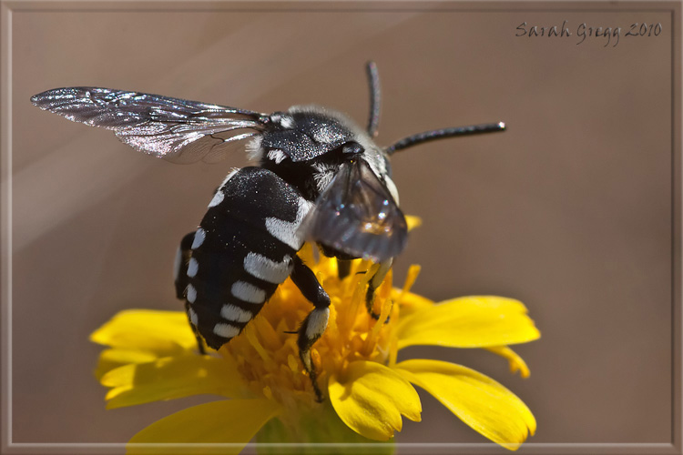 Apidae Anthophorinae  bluastro: Thyreus sp.