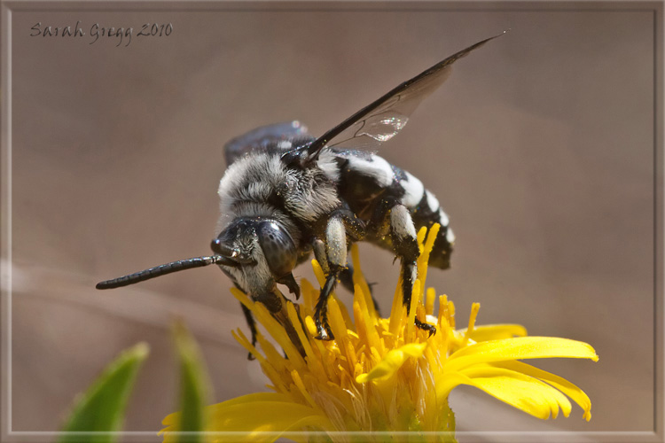 Apidae Anthophorinae  bluastro: Thyreus sp.