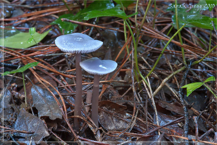 Bluastro dalla pineta