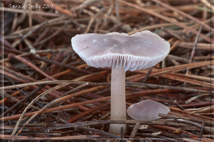 Bluastro dalla pineta