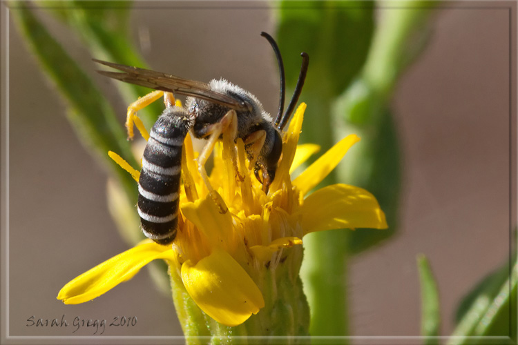 Tiphiidae del genere Meria? No.Maschio di Halictus scabiosae