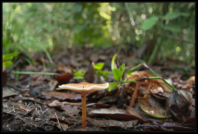 I funghi del litorale romano 2010