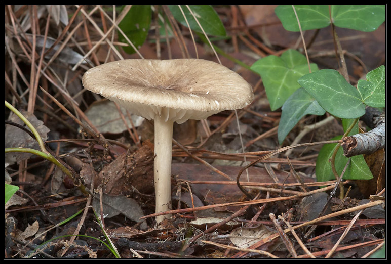 I funghi del litorale romano 2010