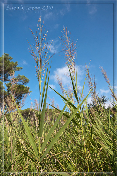 Phragmites australis / Cannuccia di palude