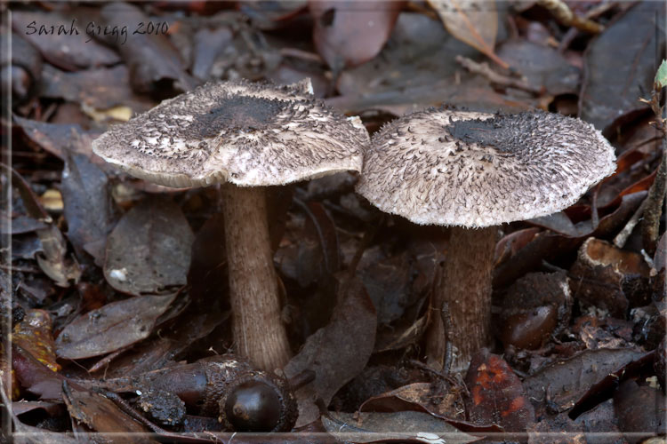 Tricholoma squarrulosum?