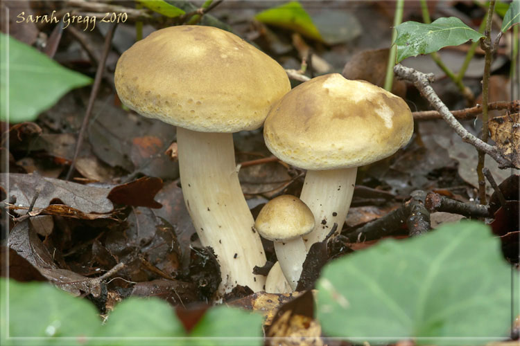 Giallo grigiastro (tricholoma saponaceum)