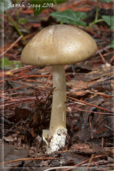 Amanita phalloides... o forse no?