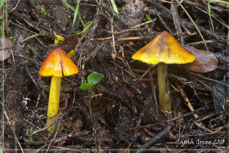 Tre Hygrocybe dal litorale romano