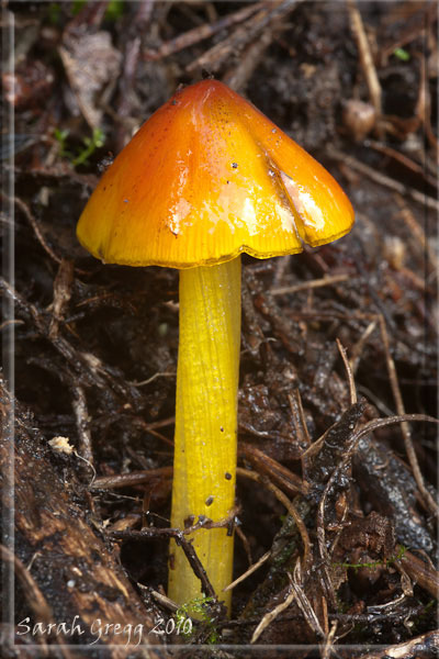 Tre Hygrocybe dal litorale romano