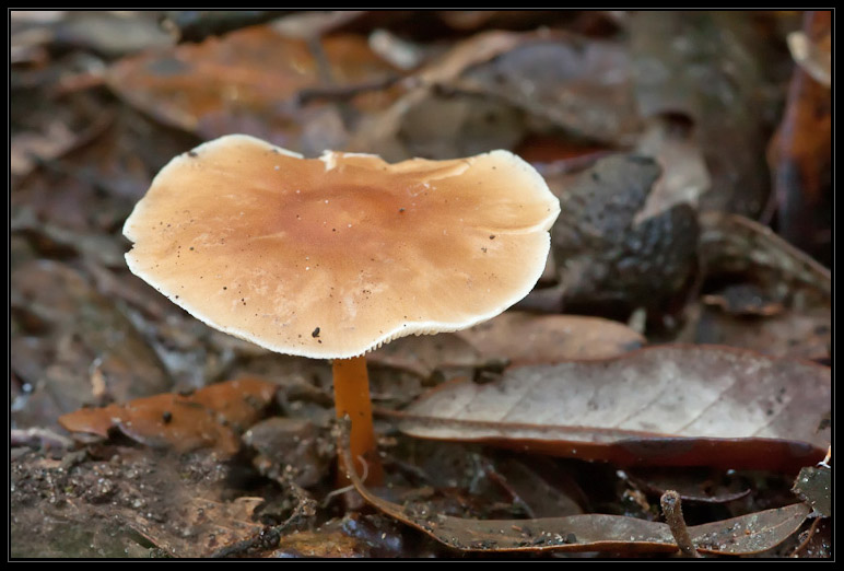 I funghi del litorale romano 2010