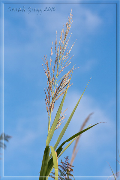 Phragmites australis / Cannuccia di palude