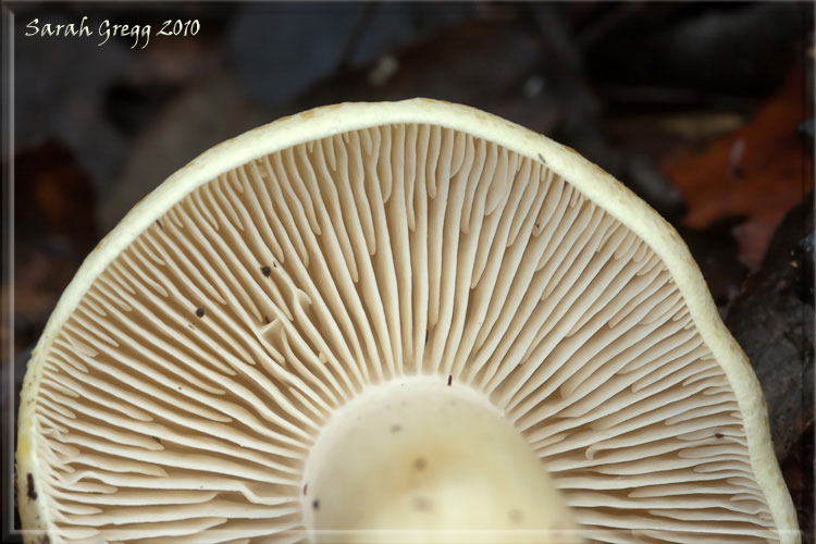 Giallo grigiastro (tricholoma saponaceum)