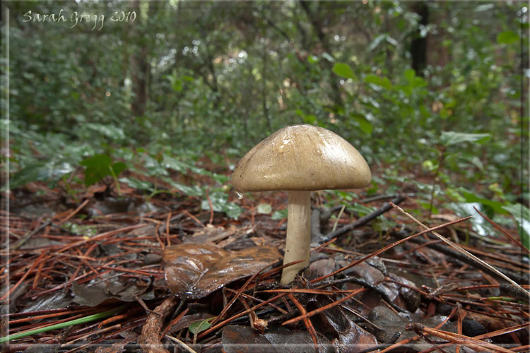 Amanita phalloides... o forse no?