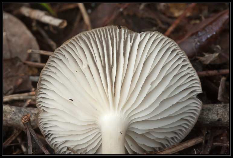 I funghi del litorale romano 2010