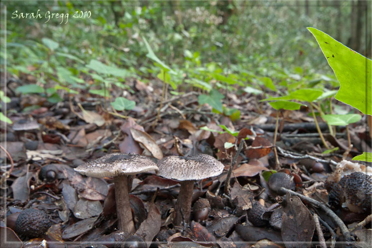 Tricholoma squarrulosum?